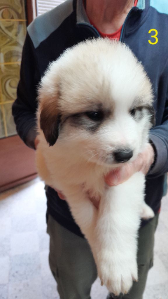 De L'Etoile Champenoise - Chiot disponible  - Chien de Montagne des Pyrenees