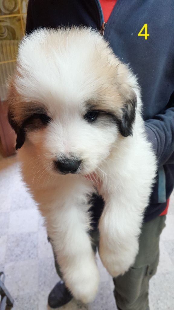 De L'Etoile Champenoise - Chiot disponible  - Chien de Montagne des Pyrenees