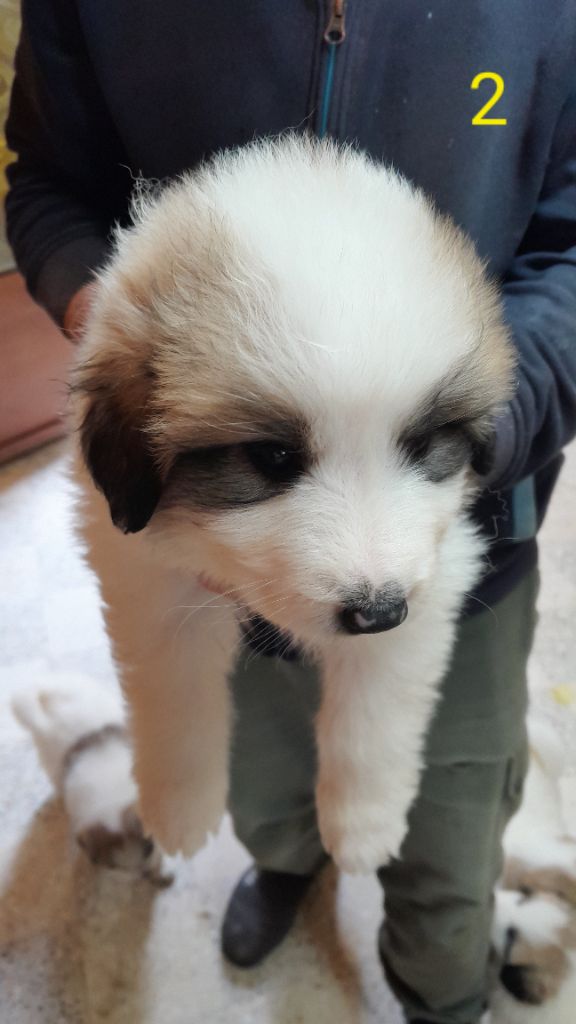 De L'Etoile Champenoise - Chiot disponible  - Chien de Montagne des Pyrenees