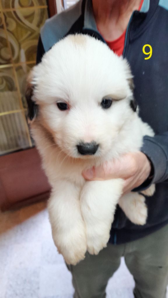 De L'Etoile Champenoise - Chiot disponible  - Chien de Montagne des Pyrenees