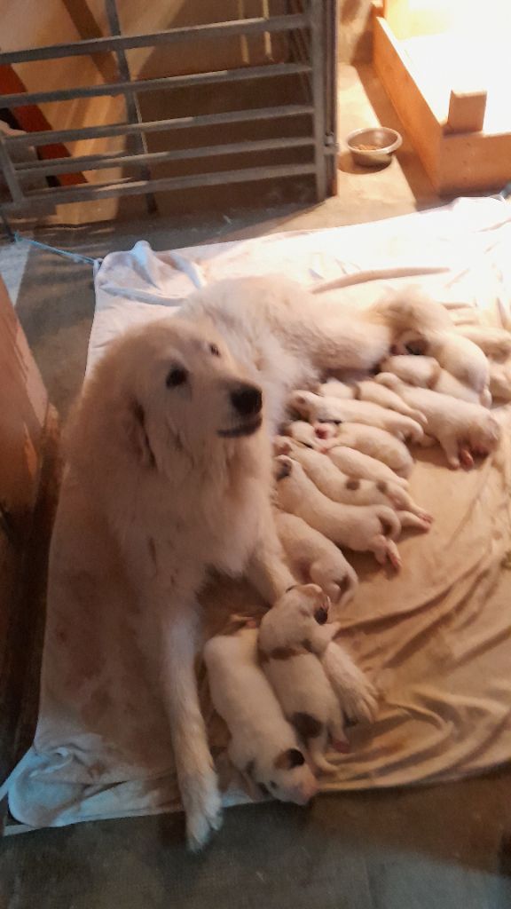 portée de 12 chiots de Priska née le 15/04/2024