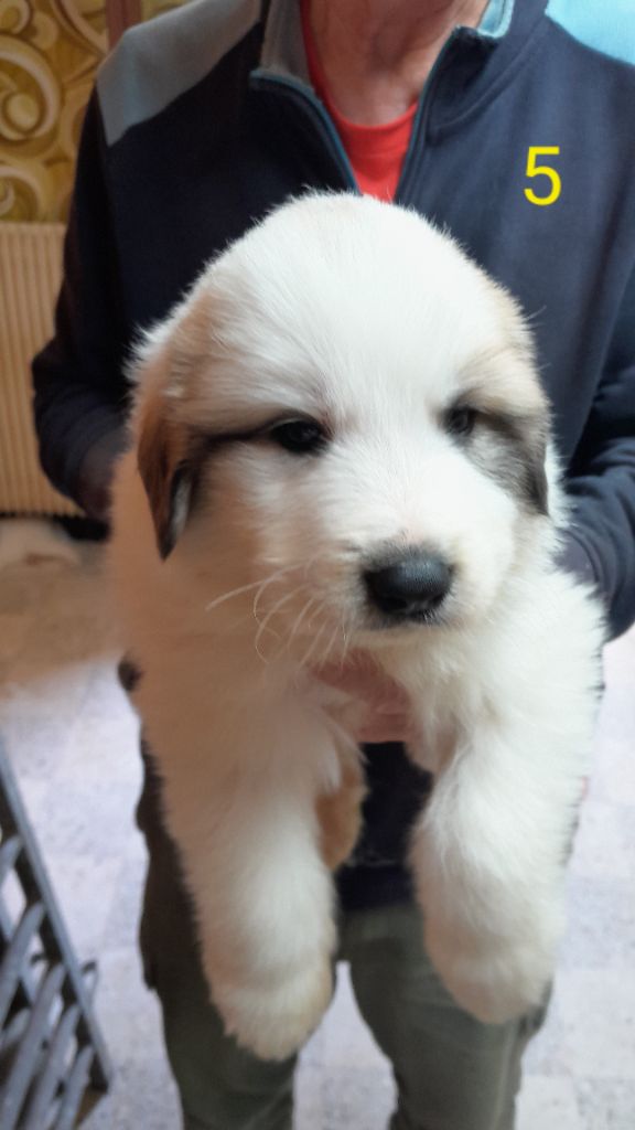 De L'Etoile Champenoise - Chiots disponibles - Chien de Montagne des Pyrenees